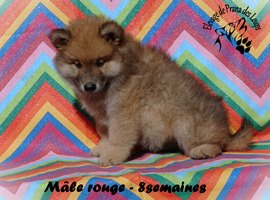 chiot eurasier